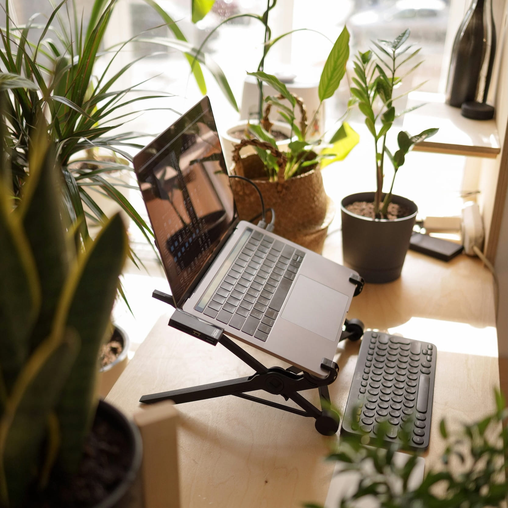 A laptop on a desk surrounded by plants